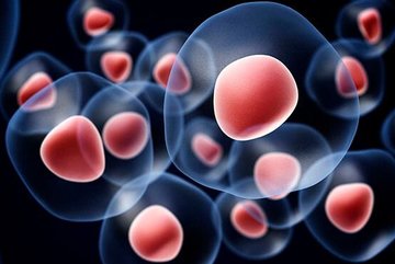 Стволовые клетки обеспечивают выживание жировых клеток