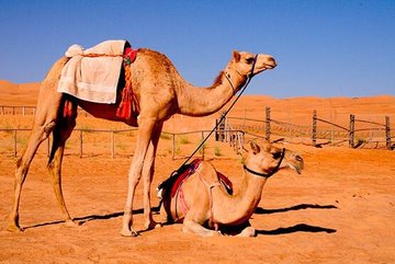 В Саудовской Аравии верблюды переживают пластические операции?