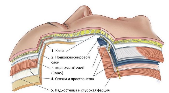 Анатомия лица: 5 базовых слоёв