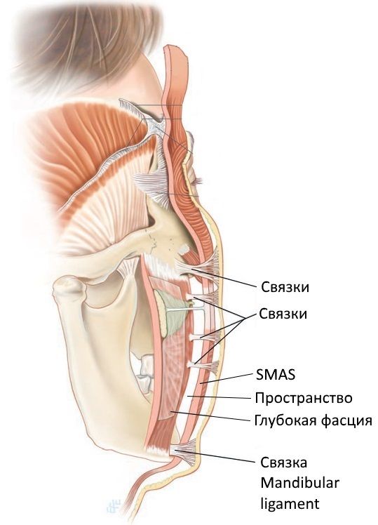 Анатомия лица. Связки, SMAS, простратнство