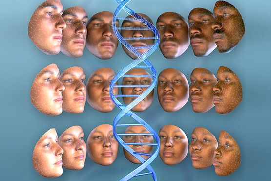Выявлены 15 генов формирующие внешность