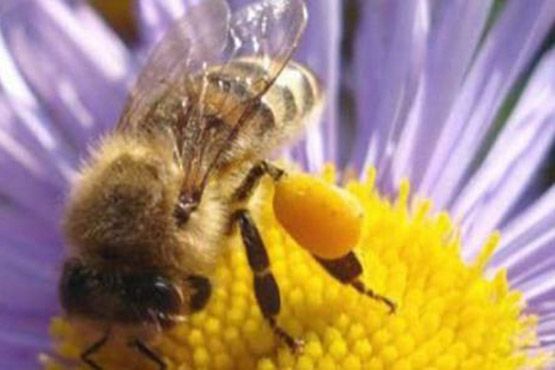 Мед и пчелиный яд для сохранения молодости кожи