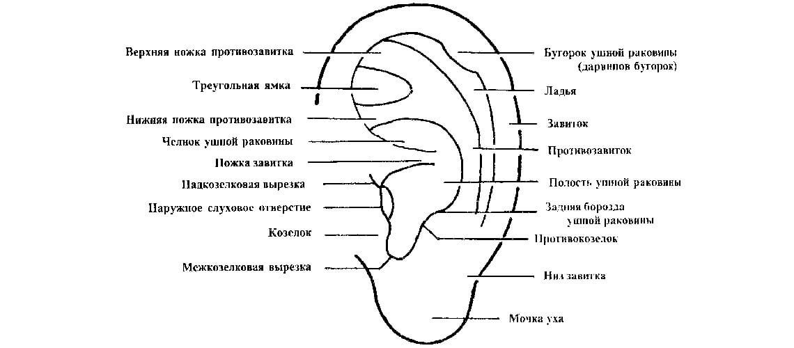 Строение ушной раковины