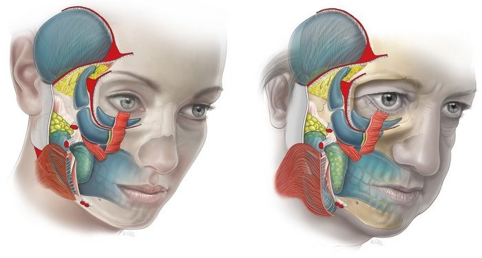 Анатомия старения лица по Мендельсону