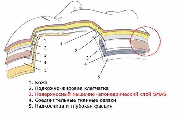 Строение кожного покрова