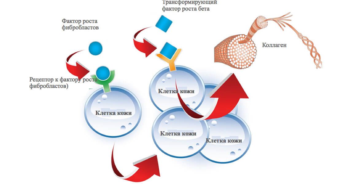 Факторы роста