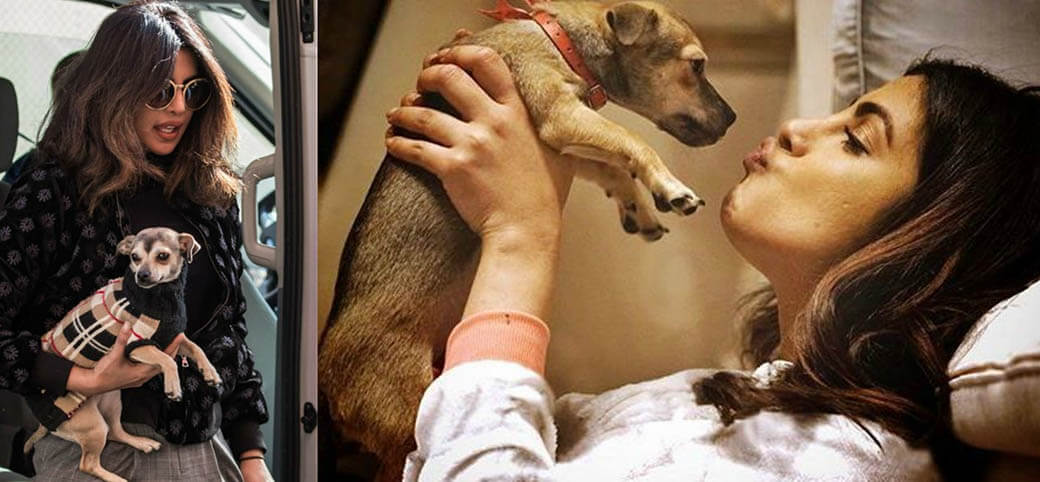 Приянка Чопра  и&nbsp;ее пес